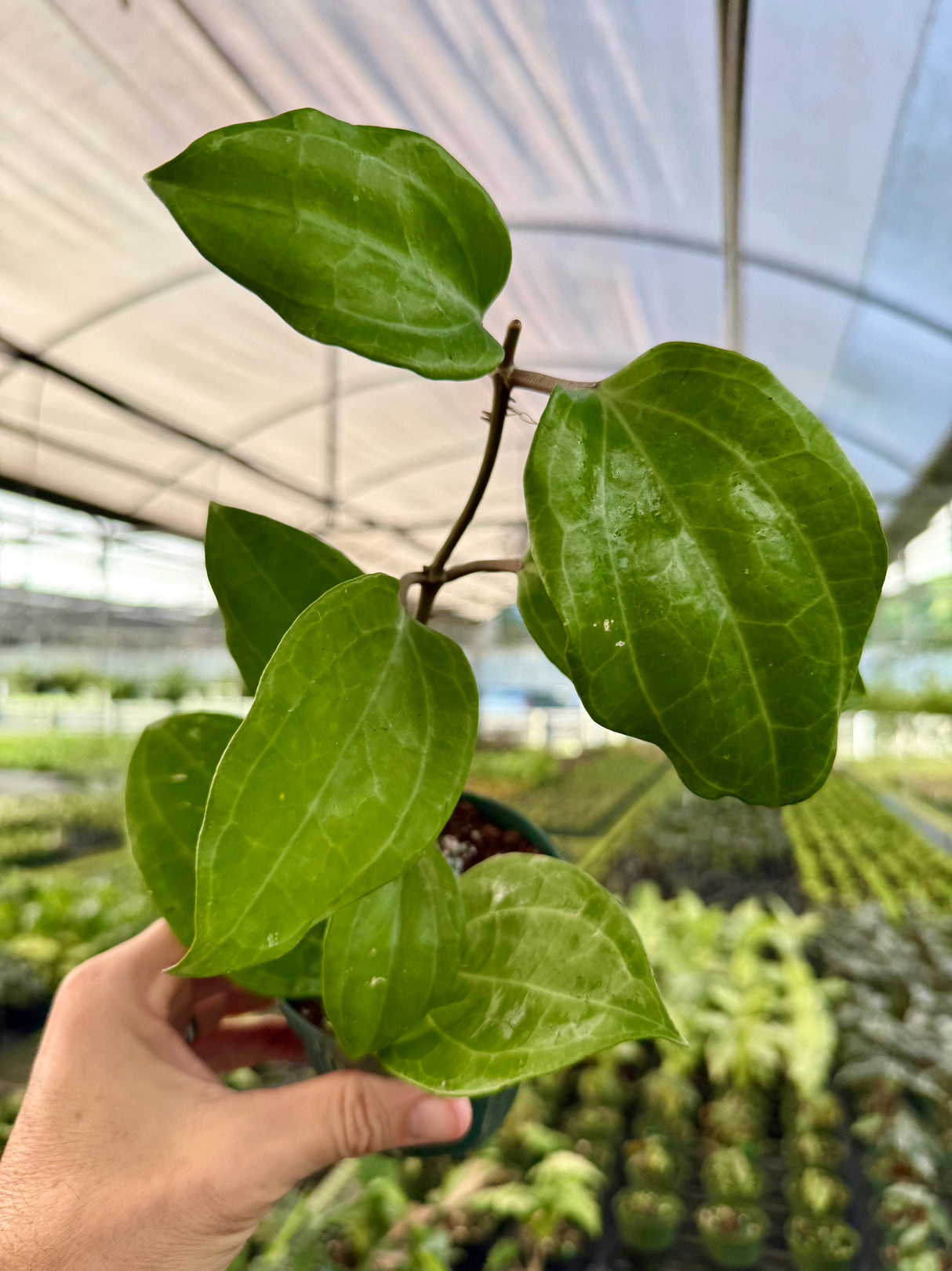 Close-up of Hoya latifolia 'Sarawak' plant with broad, green leaves and trailing growth, grown by Canopy Plant Co.