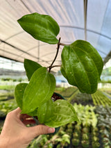 Close-up of Hoya latifolia 'Sarawak' plant with broad, green leaves and trailing growth, grown by Canopy Plant Co.