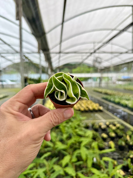 2" Hoya compacta variegated 'Rope'
