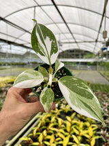 4” Philodendron ‘White Knight’