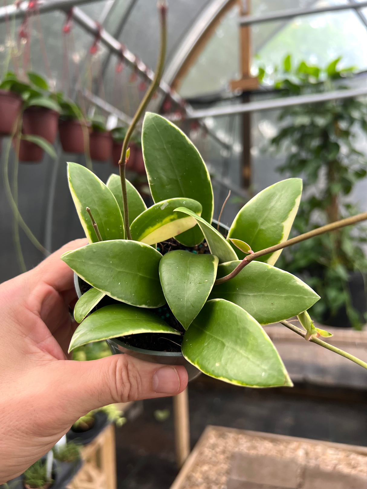 4" Hoya acuta outer variegated