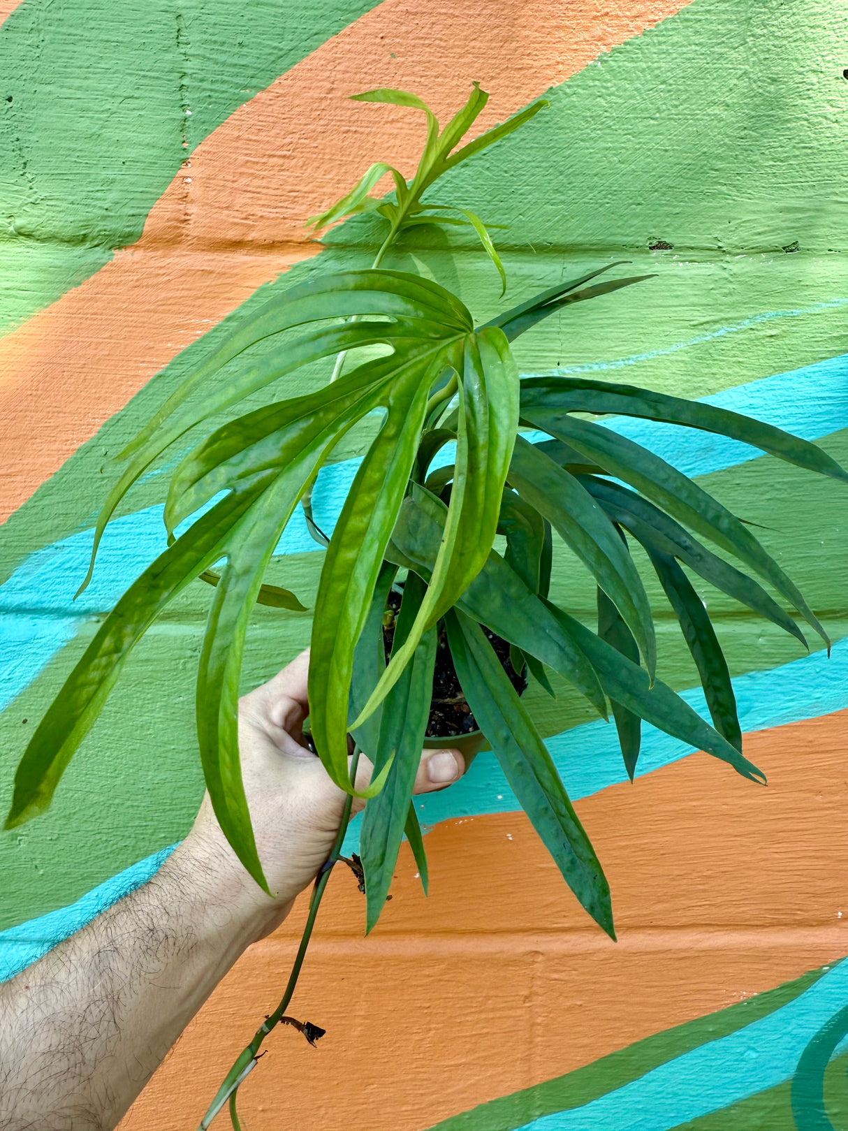 4” Amydrium zippelianum