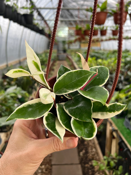 4" Hoya Krimson Queen hanging basket