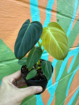 4" Philodendron melanochrysum