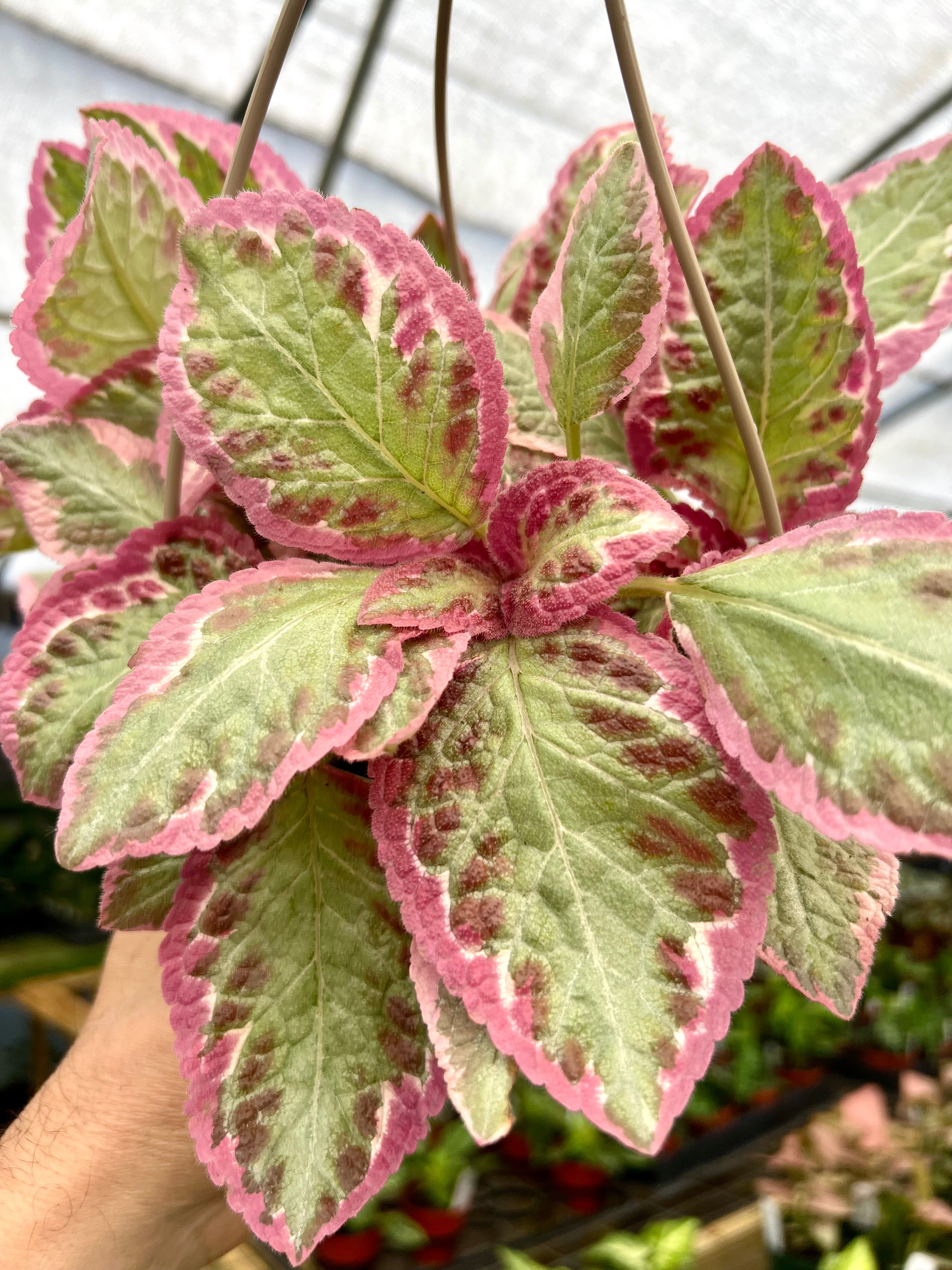 Misc Plants – Page 2 – Canopy Plant Co.