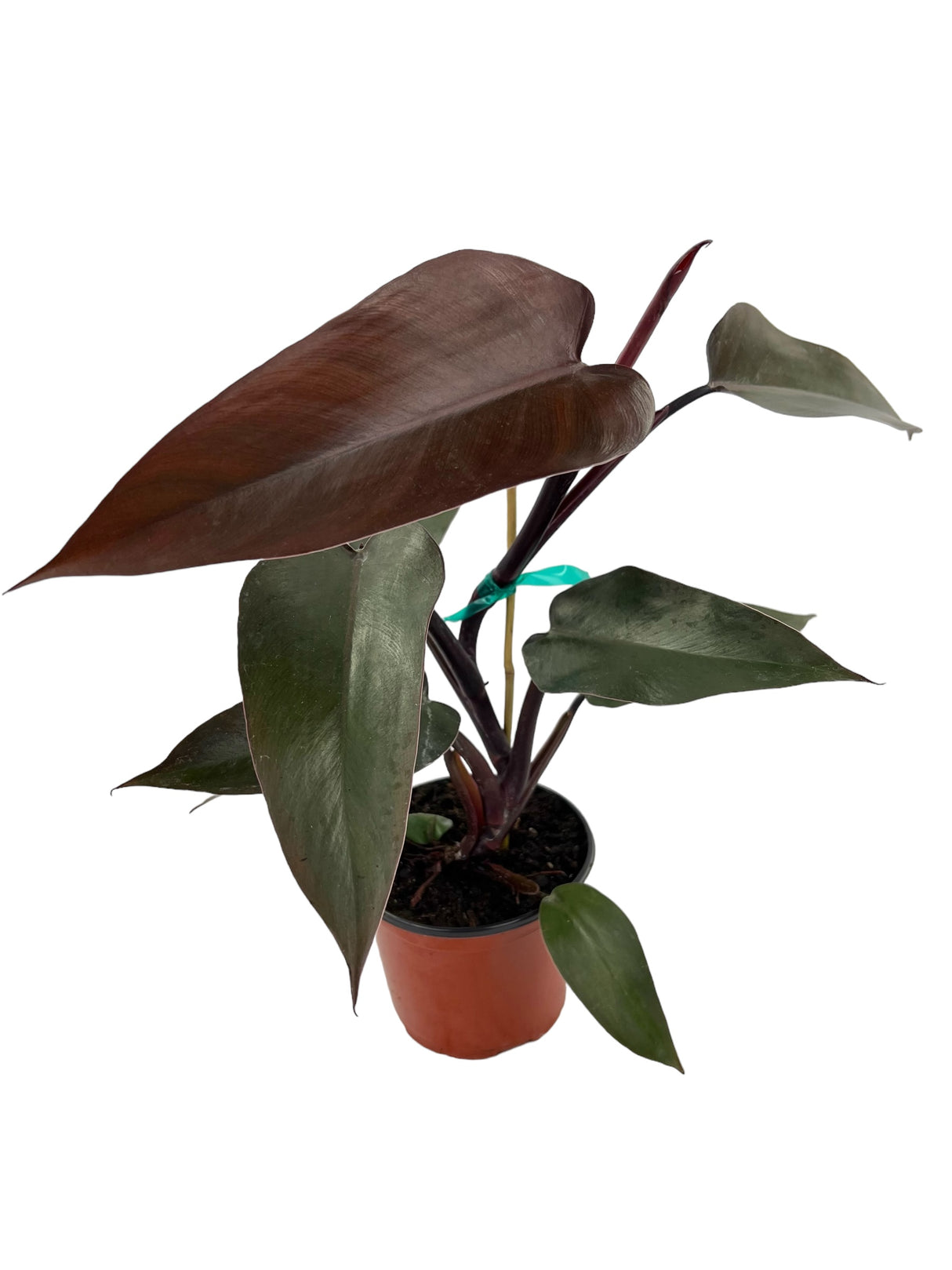 6" Philodendron Majesty