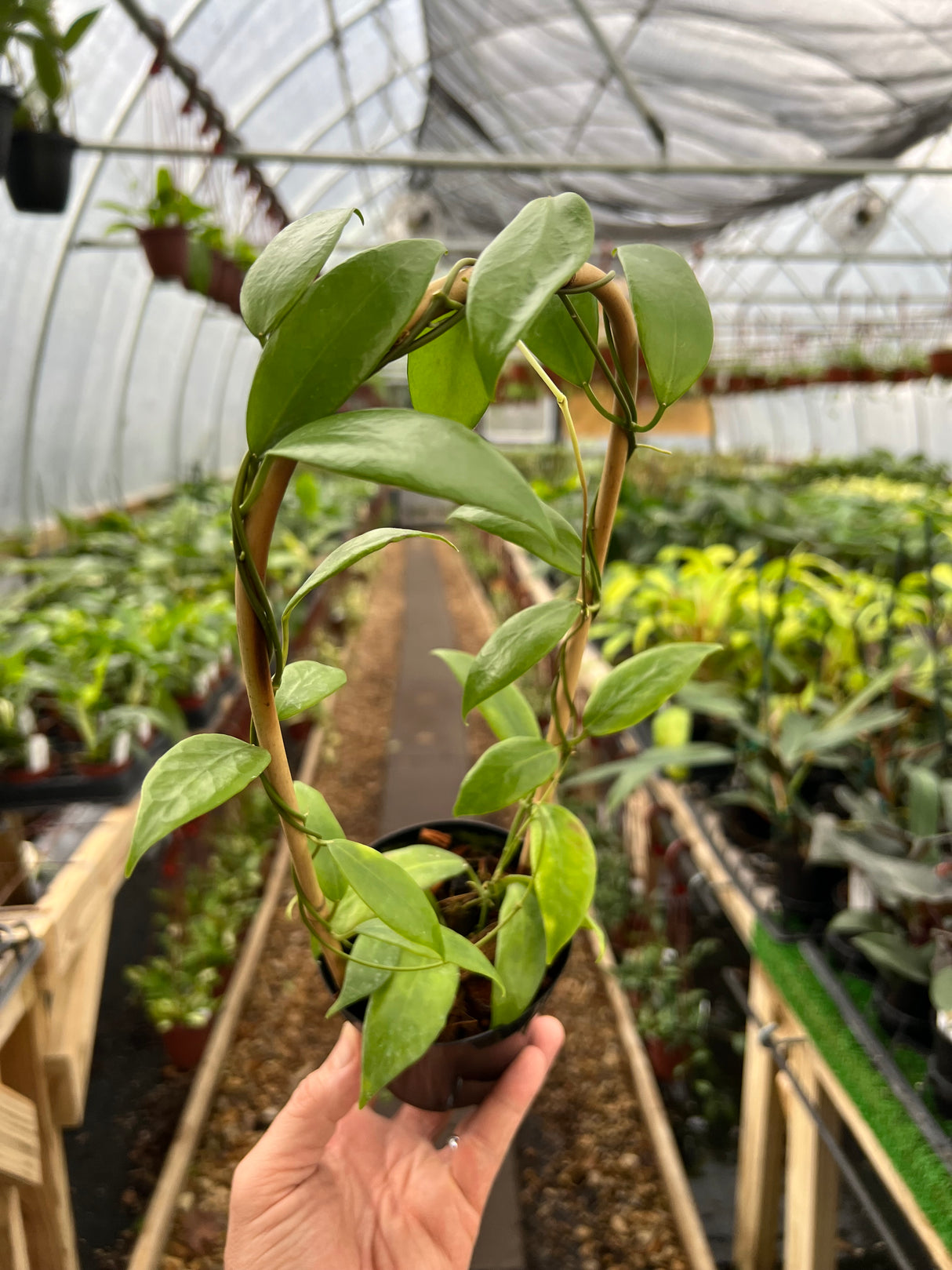 4" Hoya flavida with trellis