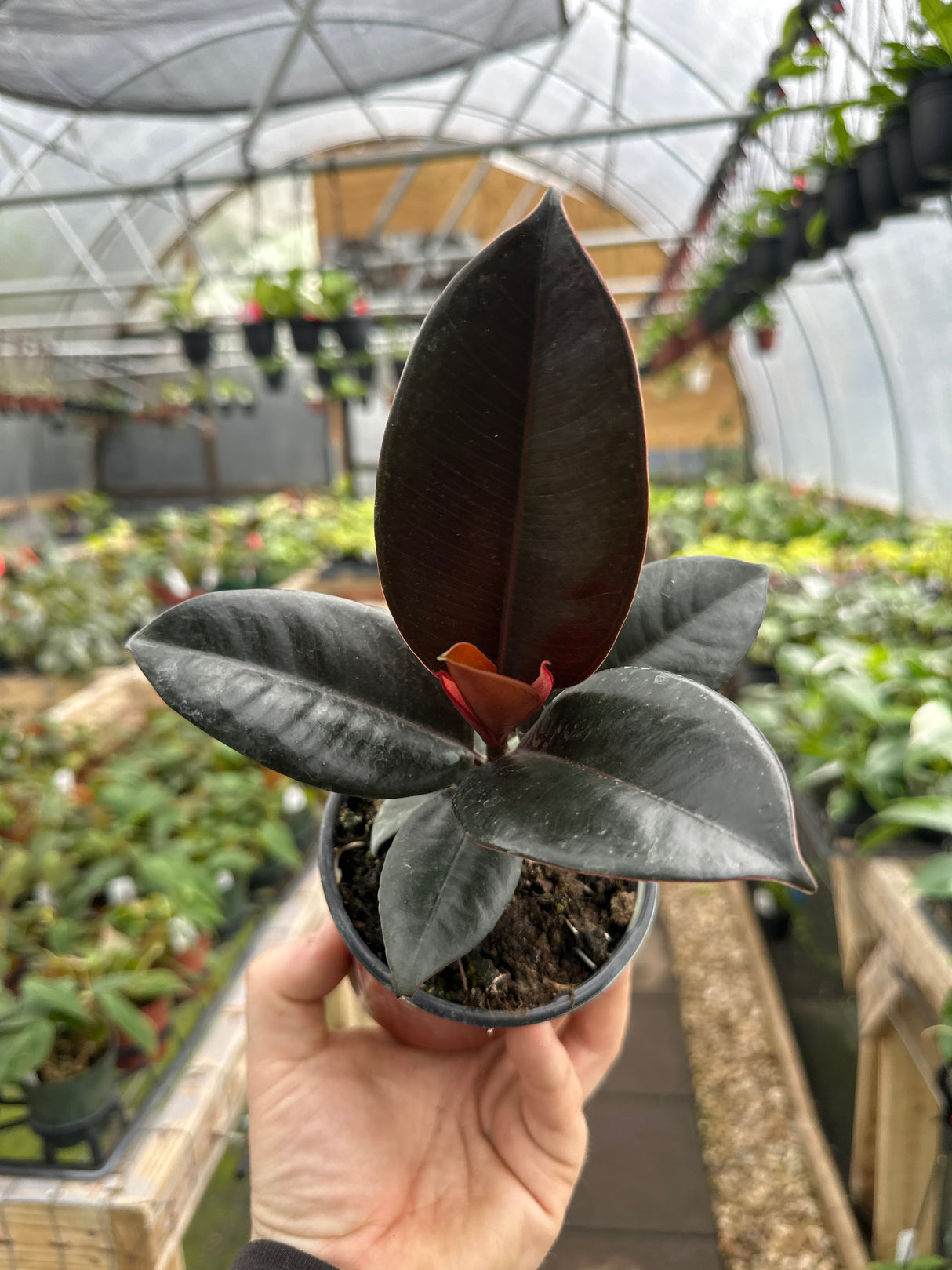 4" Ficus Burgundy 'Rubber Tree'