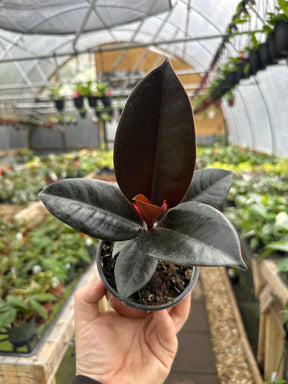 4" Ficus Burgundy 'Rubber Tree' - Canopy Plant Co.