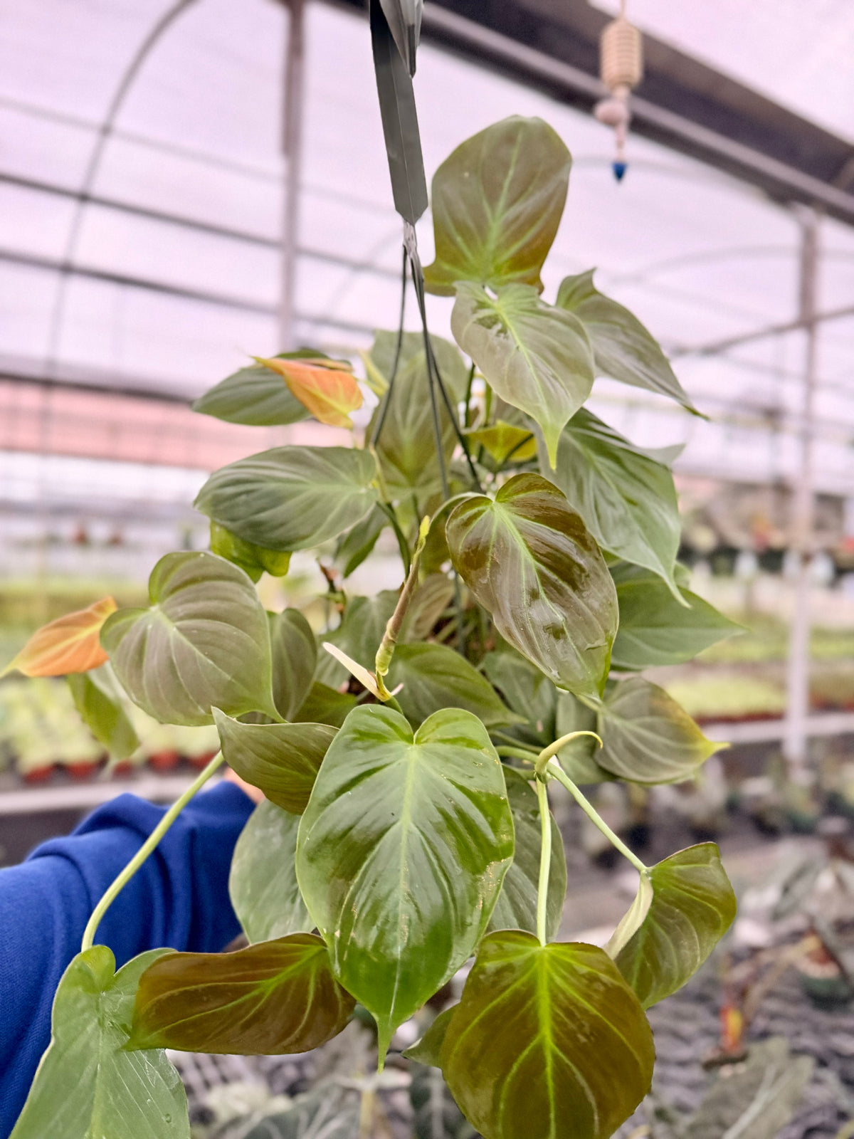 6" Philodendron camposportoanum hanging basket
