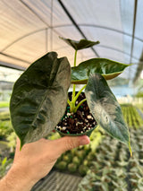 4” Alocasia ‘Green Unicorn’ (azlanii x ‘Dragon Scale’)
