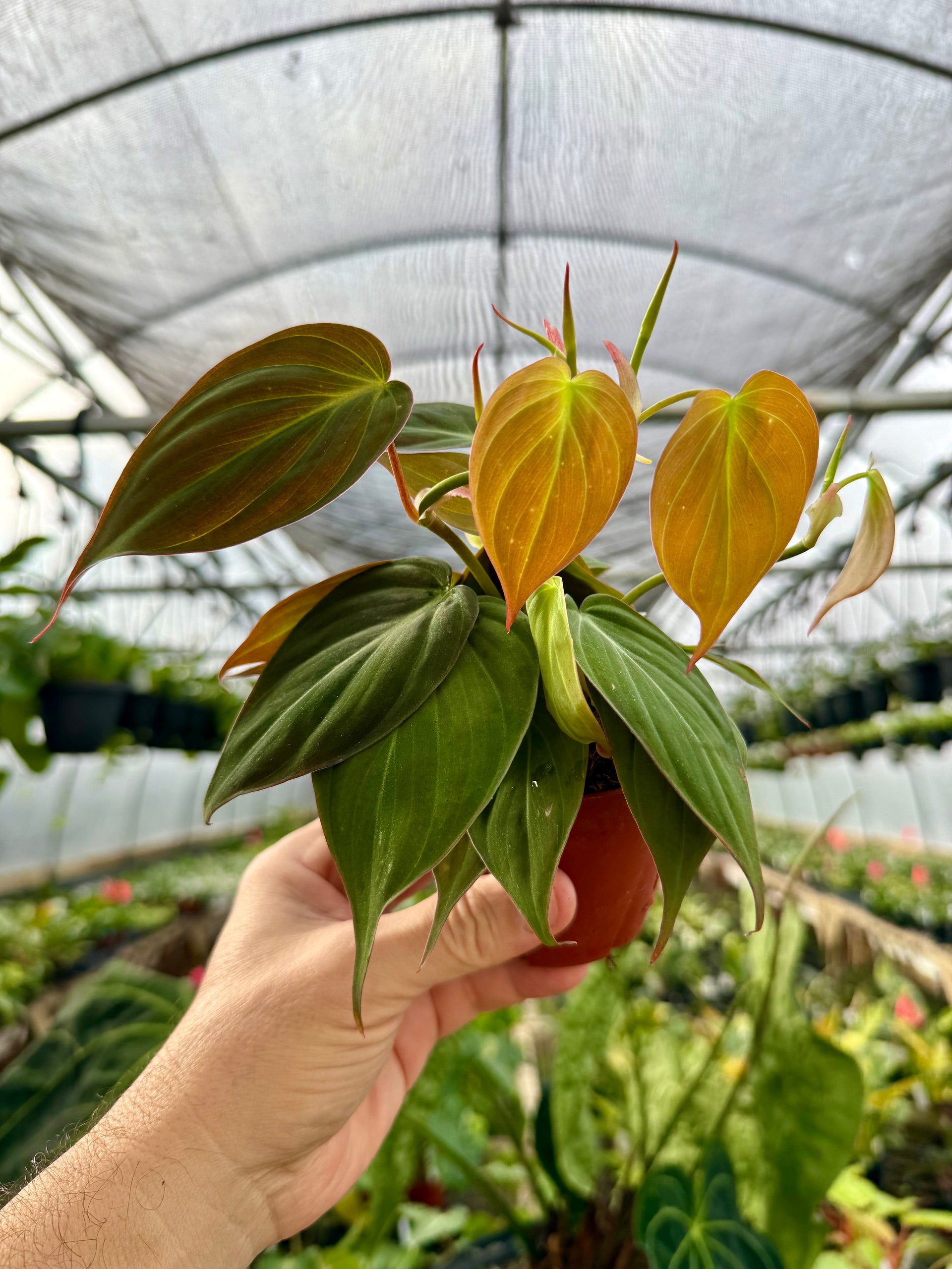 large philodendron micans 4” Philodendron 'Micans' – Canopy Plant Co