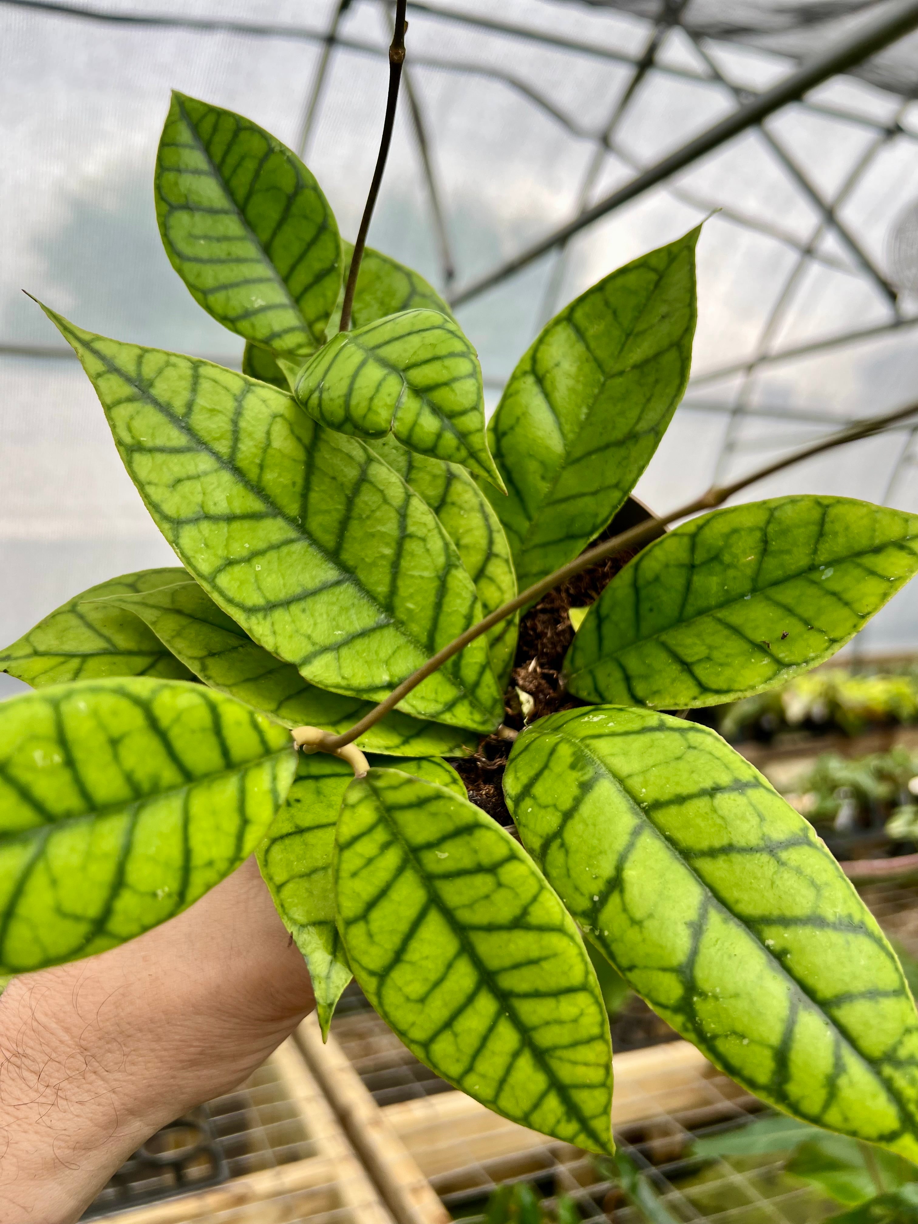 New Rare and Uncommon Plants – Page 5 – Canopy Plant Co.