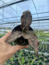 4" Sansevieria kirkii 'Coppertone'