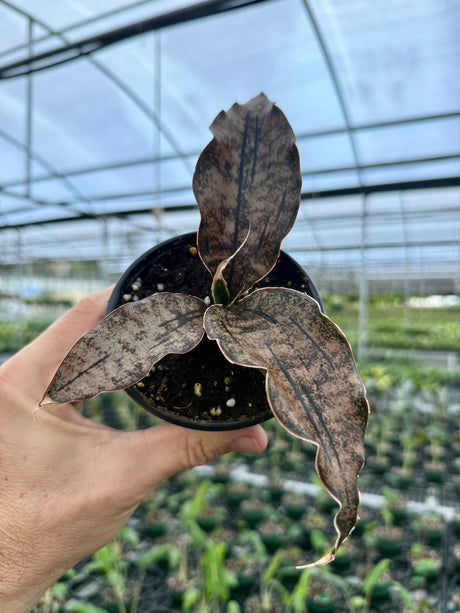 4" Sansevieria kirkii 'Coppertone'