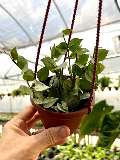 4” Hoya krohniana ‘Super Silver' hanging basket