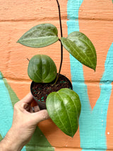 4" Hoya latifolia 'Sarawak'
