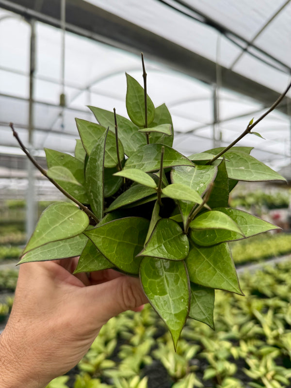 4” Hoya verticillata 'Black Margin'