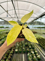 4" Philodendron ‘Painted Lady’
