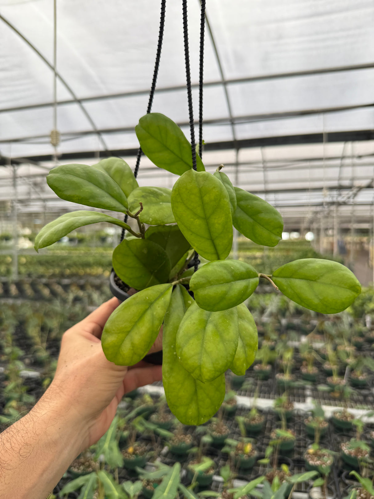 4" Hoya 'Viola' hanging basket
