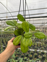 4" Hoya 'Viola' hanging basket - Canopy Plant Co.