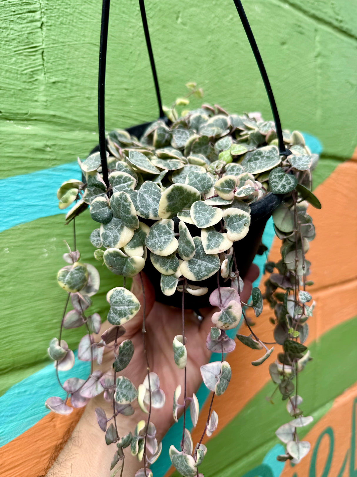 6” 'String of Hearts' variegated hanging basket