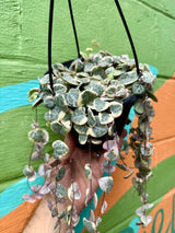6” 'String of Hearts' variegated hanging basket