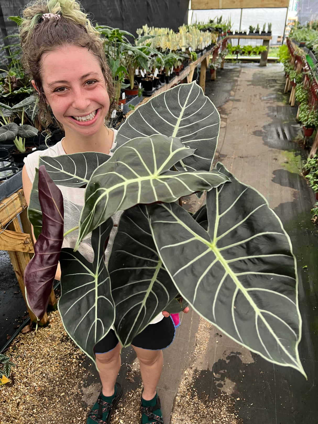 6" Alocasia Dragons Tooth