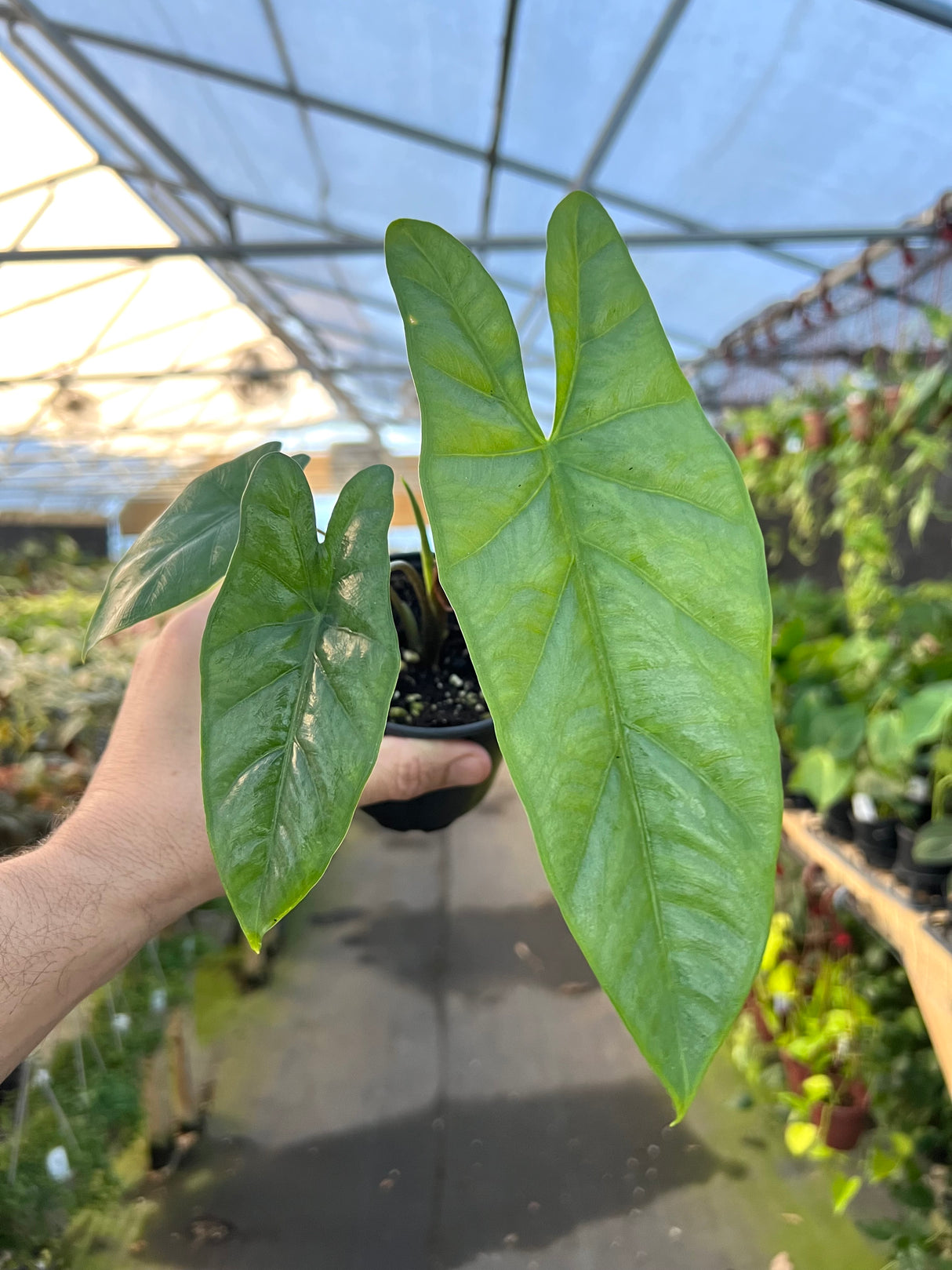 4" Alocasia Corazon