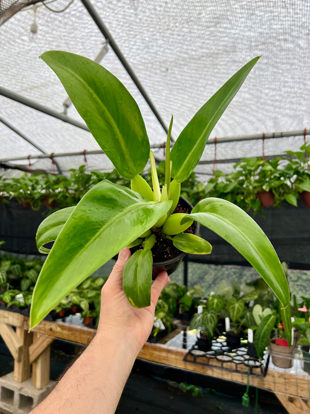 6” Philodendron martianum 'Fat Boy' - Canopy Plant Co.