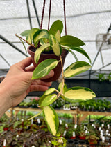 4" Hoya acuta inner variegated hanging basket