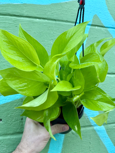 4" Pothos ‘Neon’ hanging basket