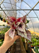 4" Begonia 'Indian Summer' - Canopy Plant Co.