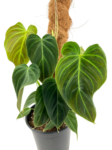 6" Philodendron Splendid