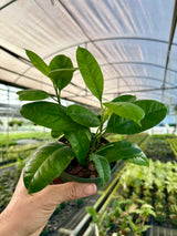 4” Hoya multiflora