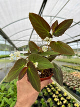 4" Begonia withlacoochee