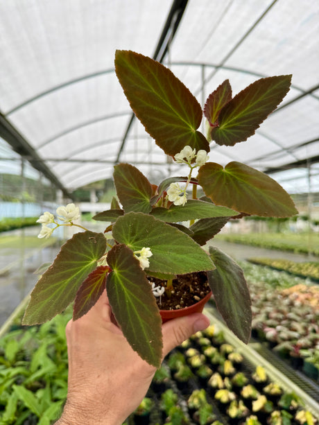 4" Begonia withlacoochee
