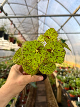 4" Begonia 'Lime Fever' - Canopy Plant Co.
