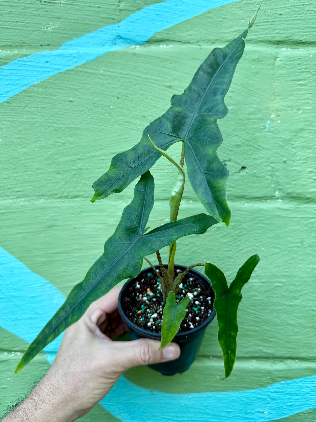 4" Alocasia 'Sabrina'