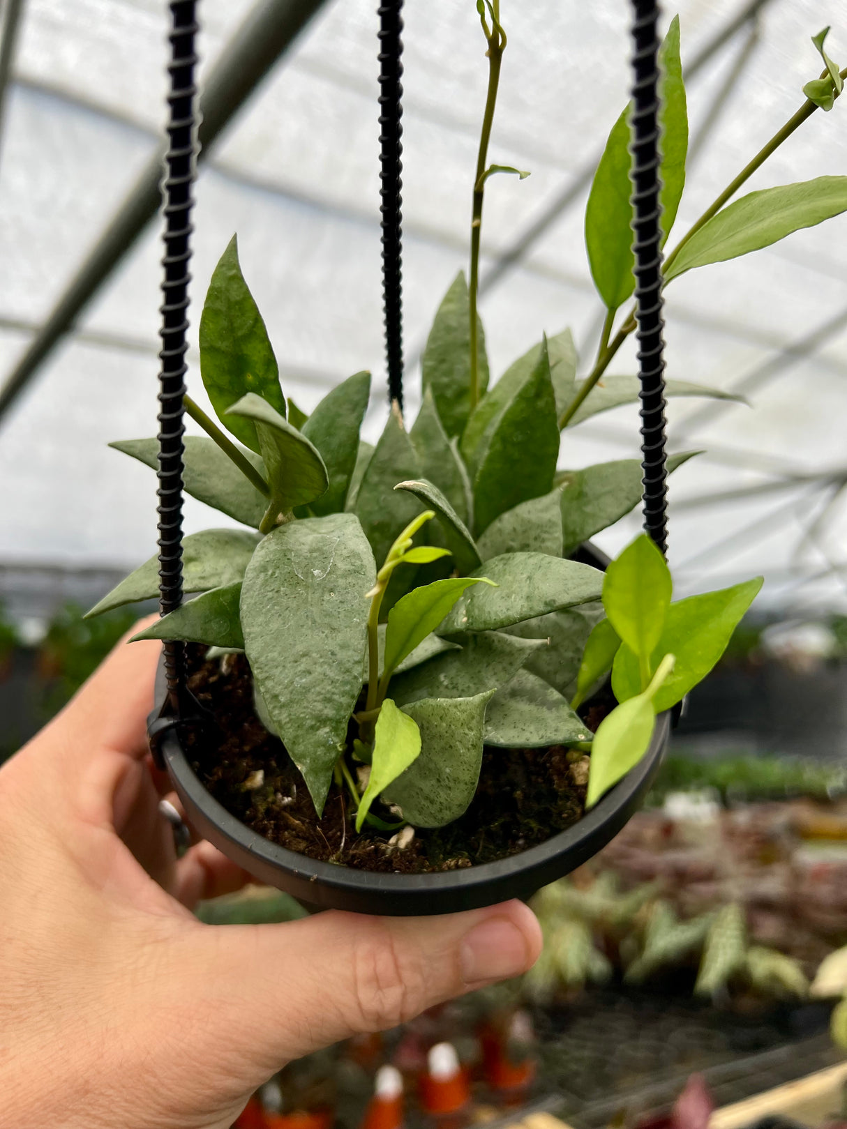 4" Hoya lacunosa mint hanging basket