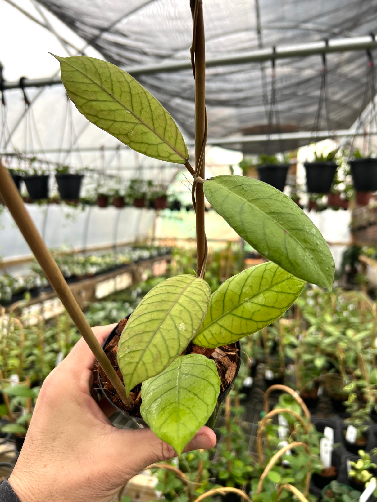 4” Hoya Sabah w/ trellis