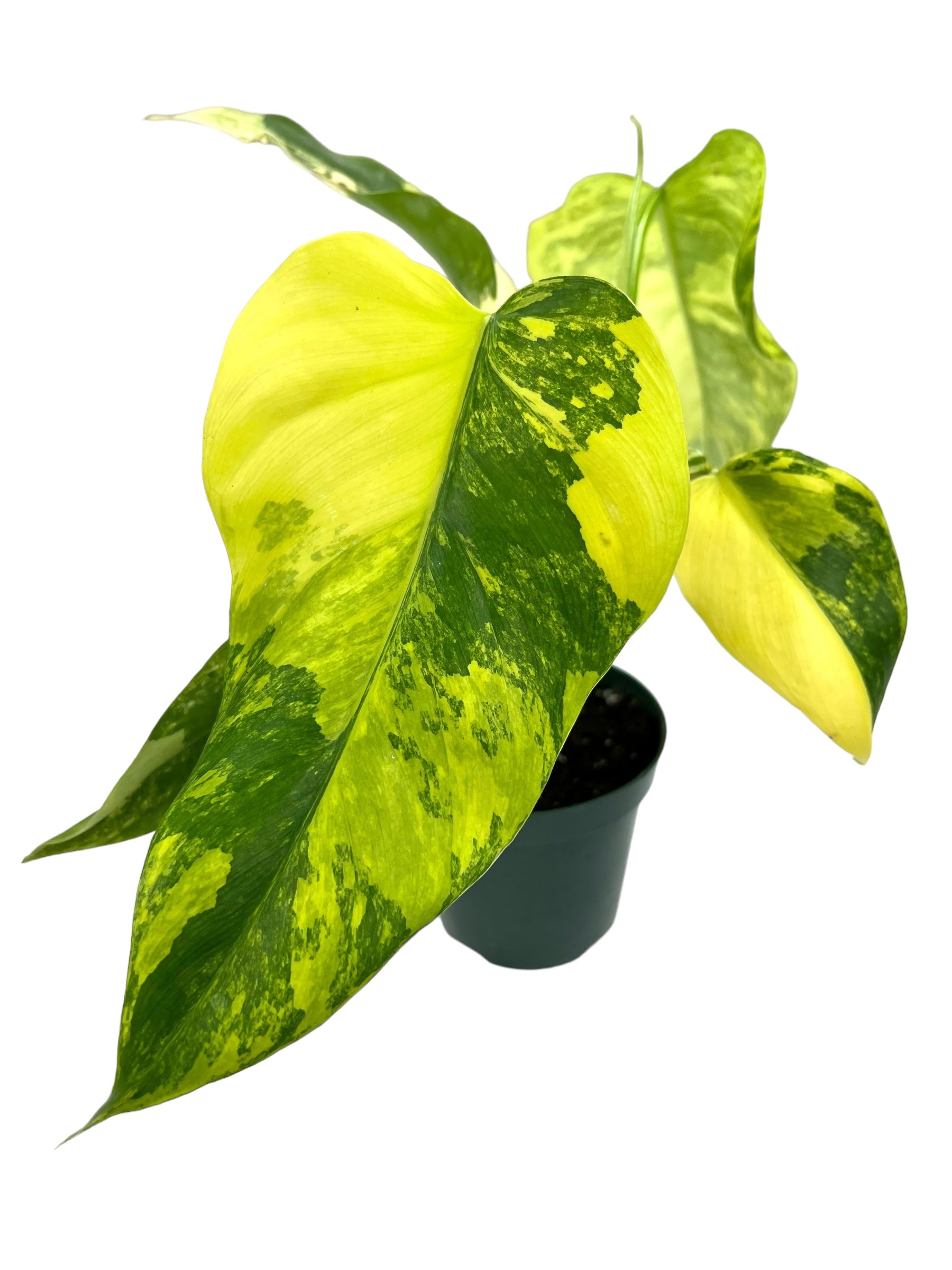 4” Philodendron domesticum variegated – Canopy Plant Co.