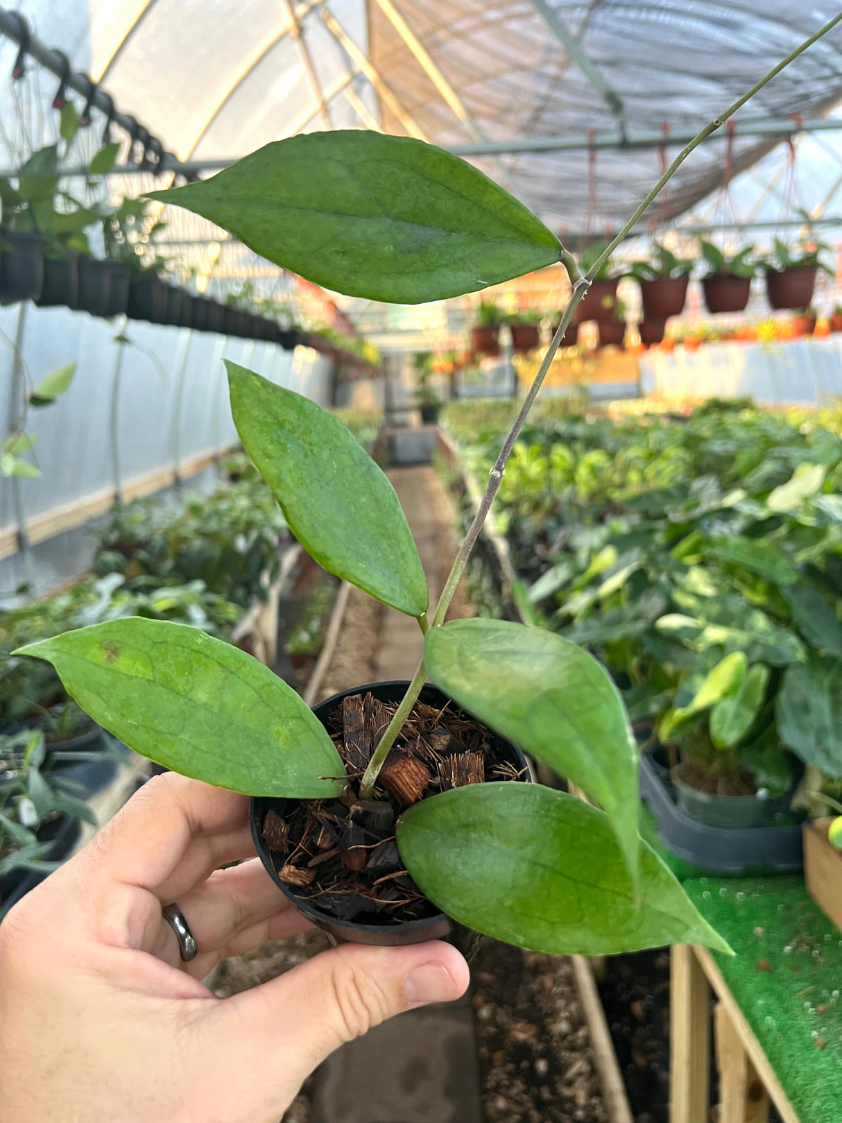 3" Hoya Jennifer (incrassata x finlaysonii)