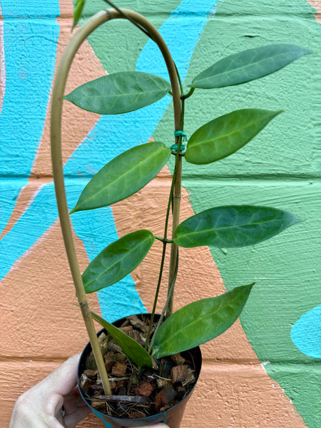 4" Hoya megalaster