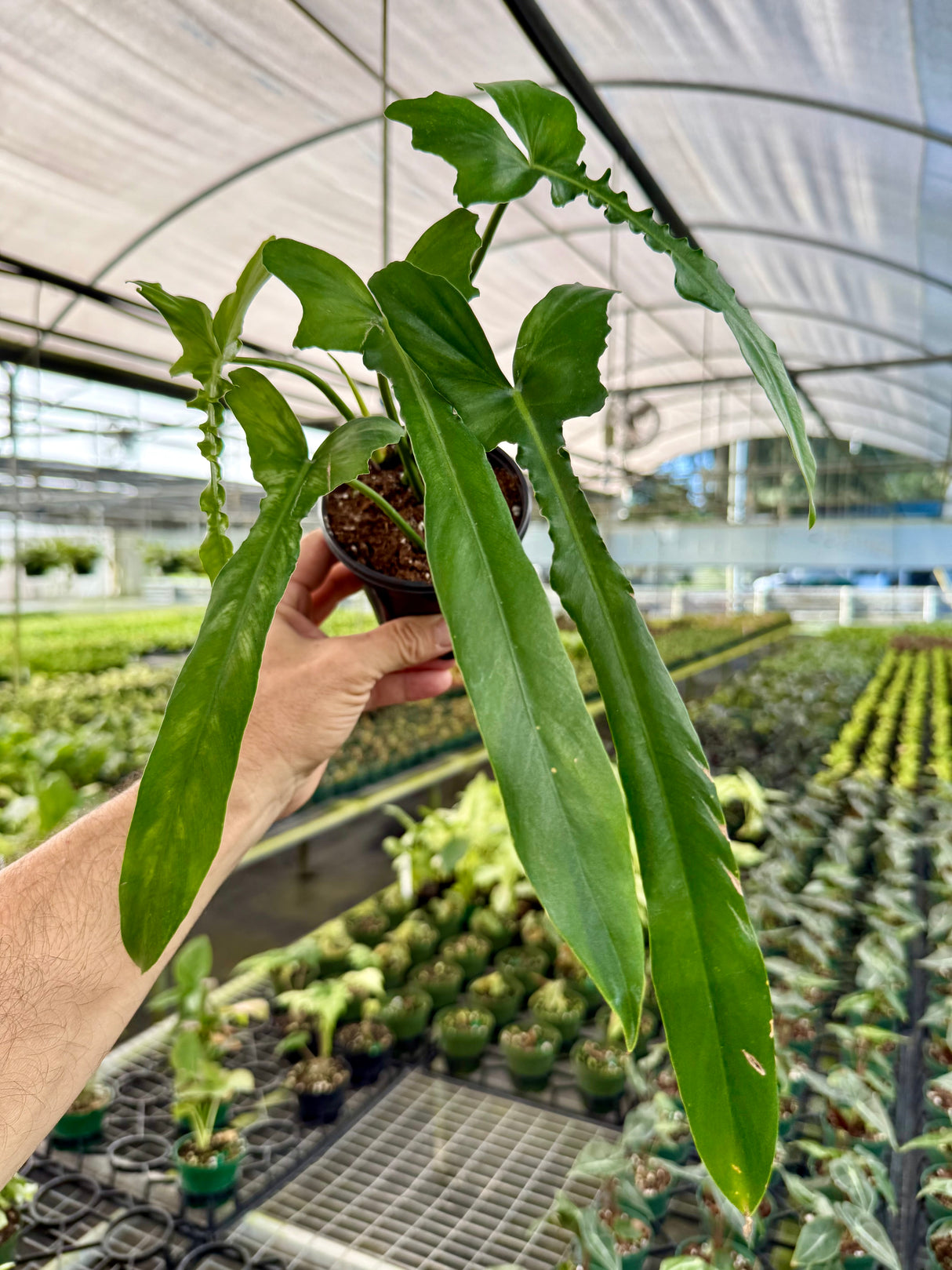 4” Philodendron 'Belle Isle'