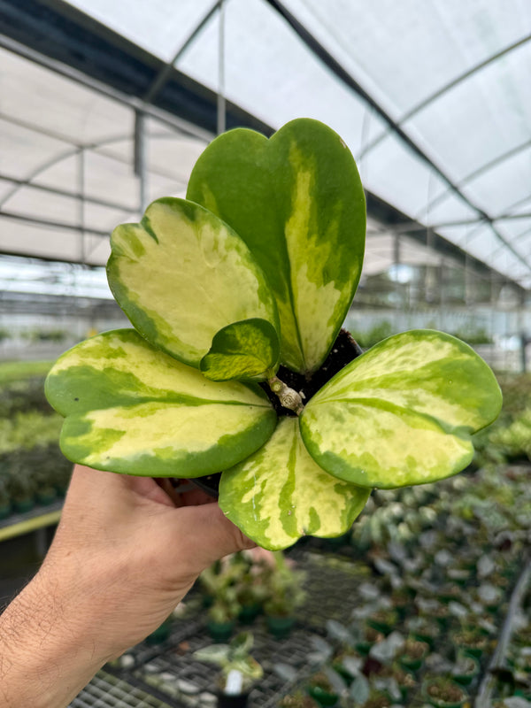 4” Hoya kerrii 'Spot' (inner variegated)