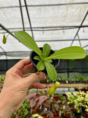 3" Nepenthes Alata ‘Pitcher Plant’ - Canopy Plant Co.