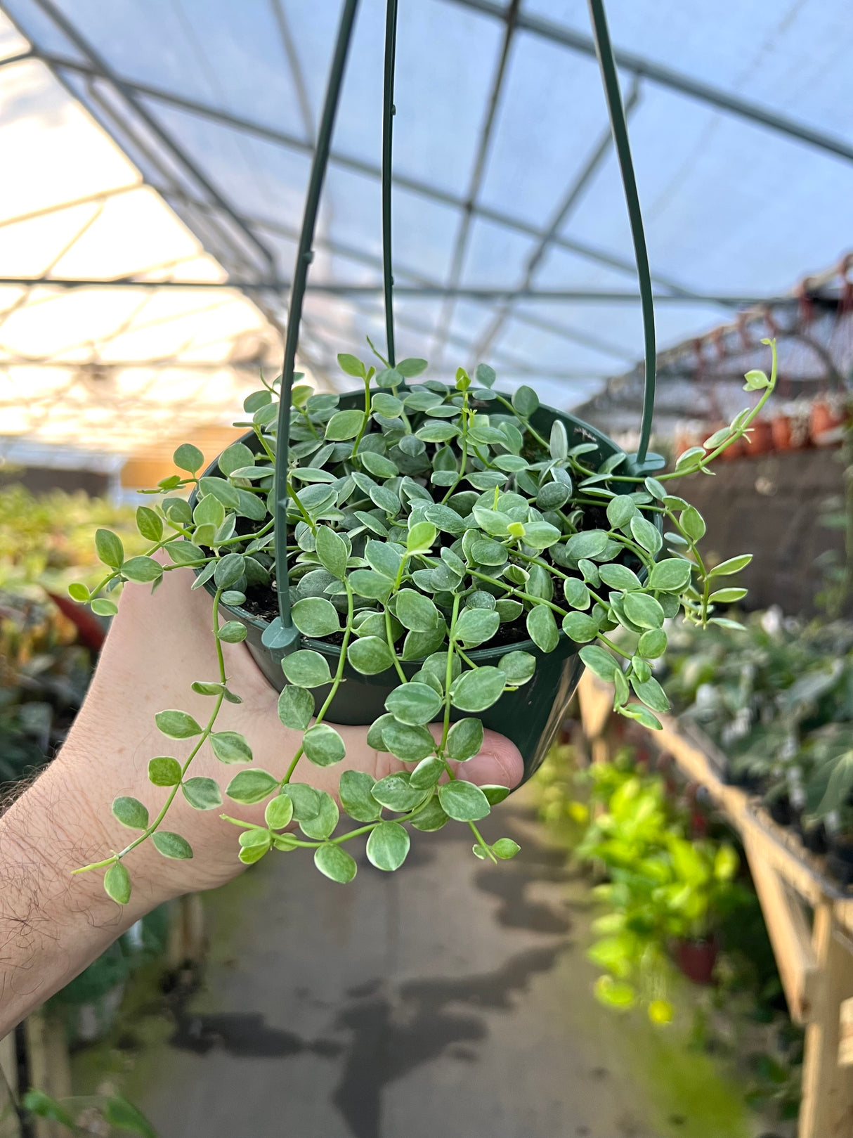 5" Dischidia nummularia variegated 'String of Nickels' hanging basket