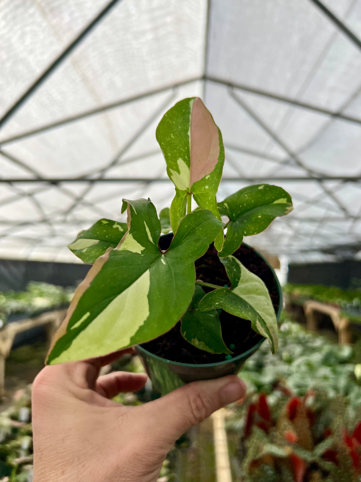 4" Syngonium Tricolor