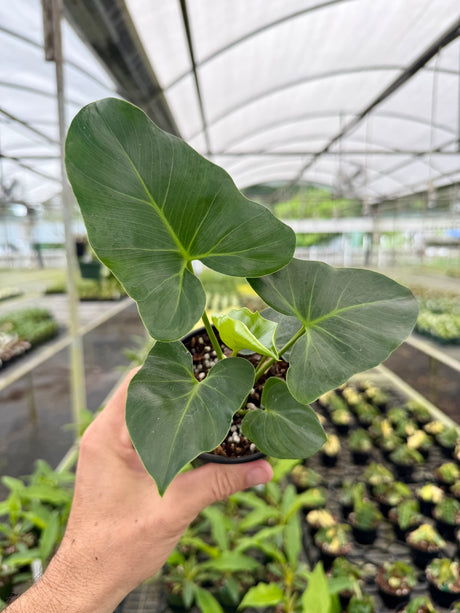 4" Philodendron williamsii